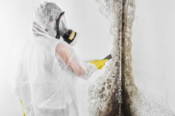 Best Mold Testing and Removal  in Center Hill, FL