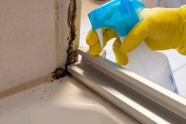 Best Mold Cleaning Services  in Center Hill, FL