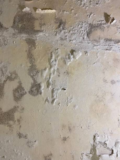 Best Home Mold Removal  in Center Hill, FL